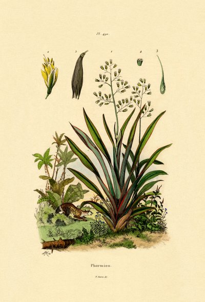 Yeni Zelanda Keteni, 1833-39 by French School