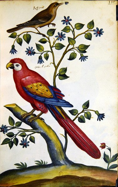 Bülbül ve Papağan (kağıt üzerine sulu boya) by French School