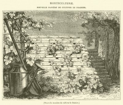 Çilek yetiştirmenin yeni yolu (gravür) by French School