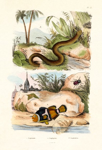 Turuncu Palyaço Balığı, 1833-39 by French School