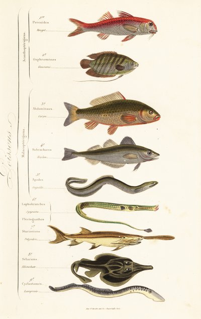 balık siparişleri by French School