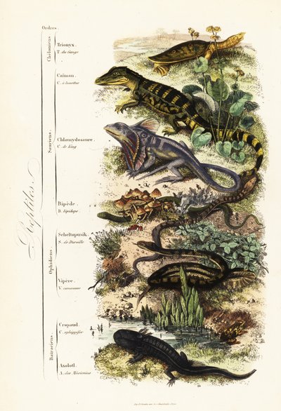 Sürüngenlerin sıraları: savunmasız Hint yumuşak kabuklu kaplumbağası, Nilssonia gangetica, gözlüklü caiman, Caiman crocodilus, fırfırlı boyunlu kertenkele, Chlamydosaurus kingii, pullu ayak, Pygopus lepidopudus, Avrupa cam kertenkelesi, Pseudopus, apodus,  by French School