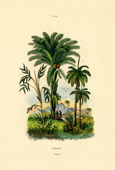 Palmiye Ağaçları, 1833-39 by French School