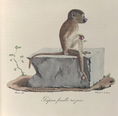 Çok genç dişi Papion, 