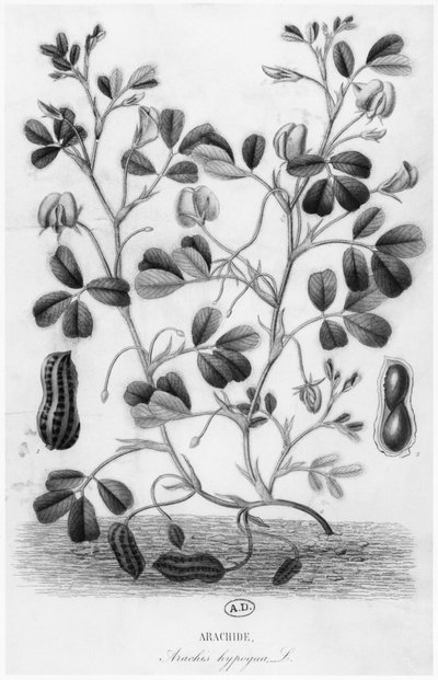 Fıstık (Arachis hypogaea) by French School