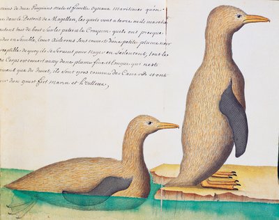 Penguenler, Macellan Boğazı, Jacques Gouin de Beauchesne (1652-1730), Compagnie royale de la Mer du Sud