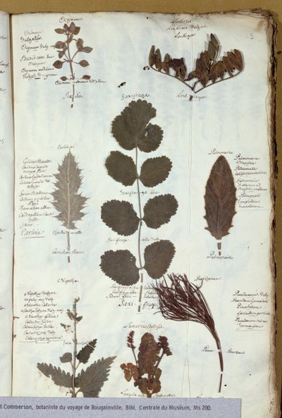 Philibert Commersons (1727-73) sulak by French School
