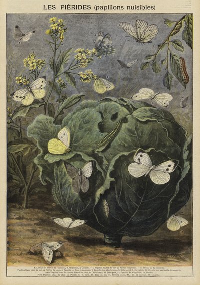 Pieridae (zararlı kelebekler) by French School