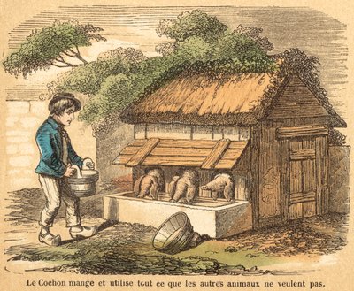 Domuz (renkli gravür) by French School