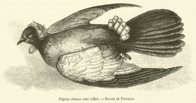 Düdük ile Çin güvercini (gravür) by French School