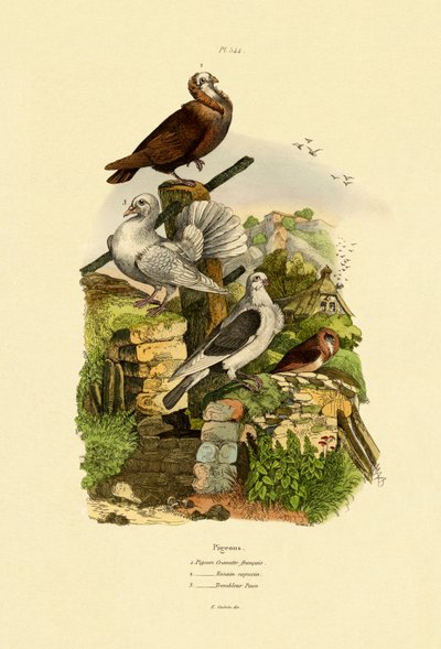 Güvercinler, 1833-39 by French School