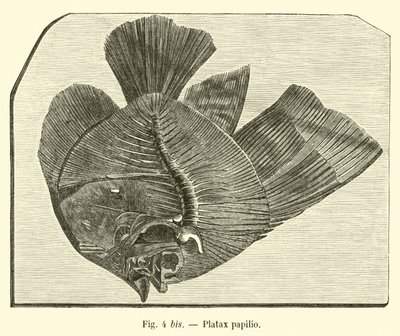 Plataks kelebek by French School