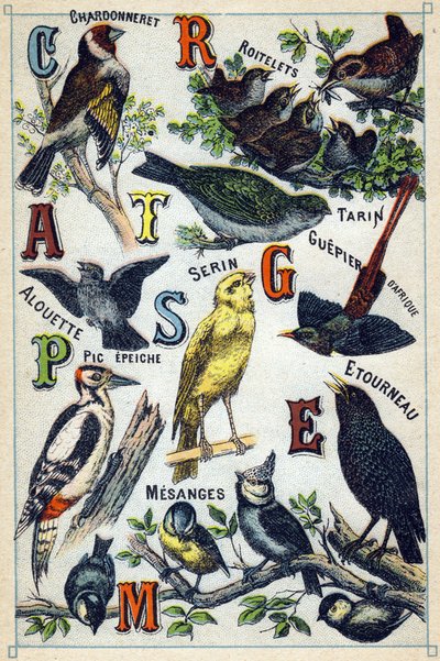 Plaka 1: Chardonneret, Roitelets, Tarin, Alouette, Serin, Guepier d