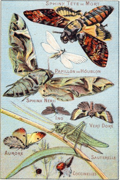 Plaka 1: Kafatası Sfenks, Hop Butterfly, Sphinx Neri, Ino, Gold Green, Aurora, Çekirge, Ladybirds. "Kelebeklerin ve böceklerin hece alfabesinde" gravür. Serie A. Pellerin et Cie, matbaacılar-yayıncılar, Epinal, 19. yüzyıl sonu. Kromolitograflar. by French School