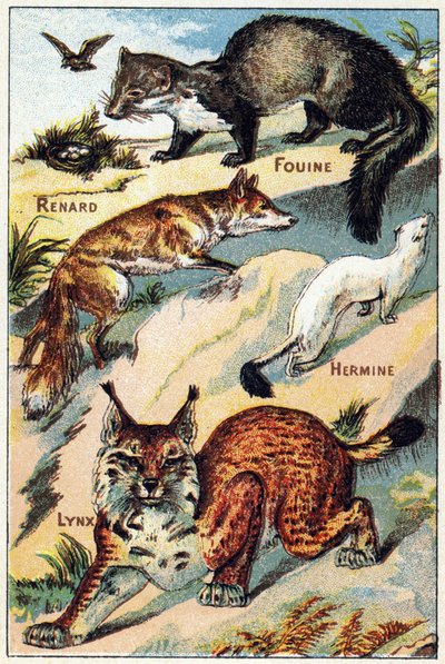 Plaka 2: Fox, Snoop, Hermine, Lynx. "Hece alfabesinde her türlü pancar" üzerine gravür. Serie A. Pellerin et Cie, matbaacılar-yayıncılar, Epinal, 19. yüzyıl sonu. Kromolitograflar. Bir hece ve bir görüntü içeren küçük 8 sayfalık reklam albümü by French School