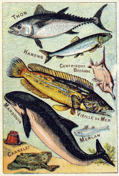 Tabak 3: Ton Balığı, Ringa, Orta Gaga, Eski Deniz, Porpoise, Mezgit, Çini. "Deniz ve tatlı su balıklarının hece alfabesi" gravürü. Serie A. Pellerin et Cie, matbaacılar-yayıncılar, Epinal, 19. yüzyıl sonu. Kromolitograflar. Küçük 8 sayfalık reklam albümü by French School