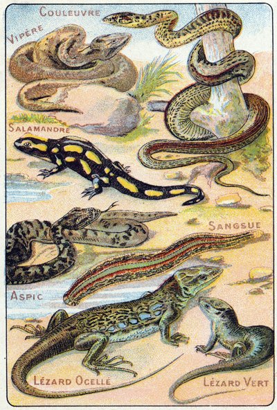 Plaka 4: Yılan, Engerek, Semender, Aspic, Sülük, Lezard ocelle, Yeşil Lezard. "Kuşların ve sürüngenlerin hece alfabesi"nde gravür. Serie A. Pellerin et Cie, matbaacılar-yayıncılar, Epinal, 19. yüzyıl sonu. Kromolitograflar. Küçük 8 sayfalık reklam by French School