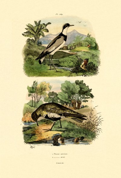 Plover, 1833-39 by French School