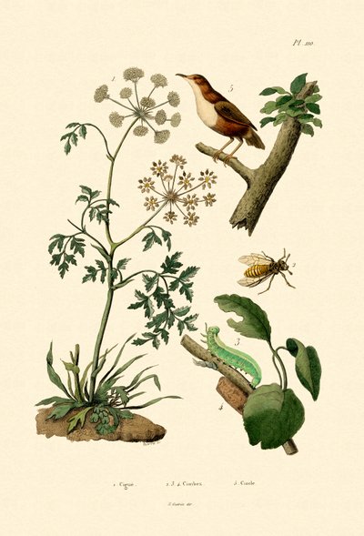 Zehirli Baldıran, 1833-39 by French School