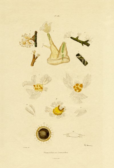 Polip, 1833-39 by French School