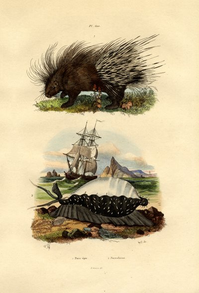Kirpi, 1833-39 by French School