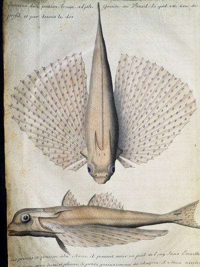 Kanatlı balık profili ve arkası, Big Island, Brezilya, Jacques Gouin de Beauchesne (1652-1730), Compagnie royale de la Mer du Sud