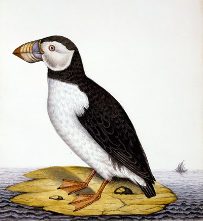 Puffin, marmon fratercula, c.1840 (kağıt üzerinde wc) by French School