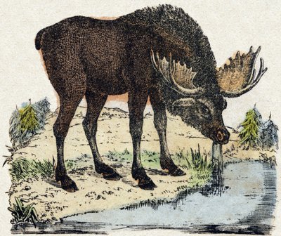 Ren geyiği. “Alphabet des animaux sauvages”” üzerine gravür. 9. Seri. Epinal