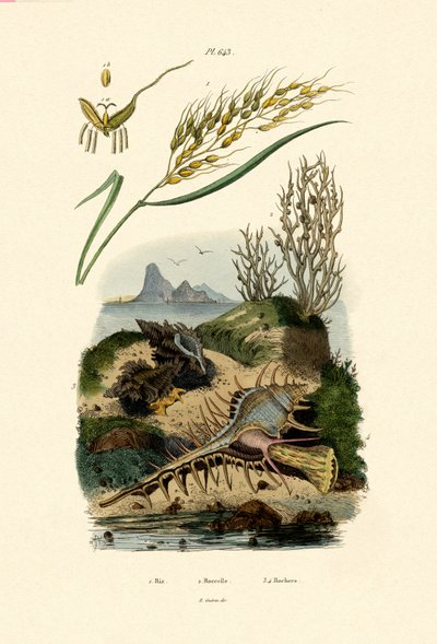 Pirinç, 1833-39 by French School