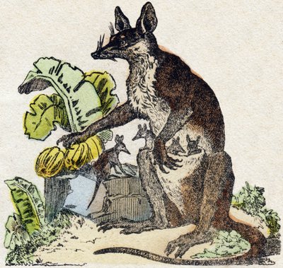 Sarigue (opossum). “Alphabet des animaux sauvages”” üzerine gravür. 9. Seri. Epinal