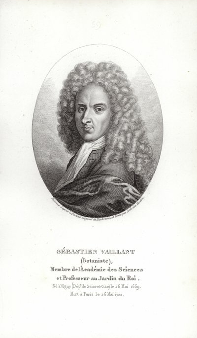Sebastian Vaillant by French School
