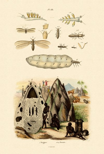 Deniz Salyangozu, 1833-39 by French School