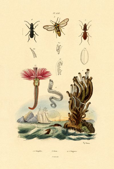 Serpulidler, 1833-39 by French School