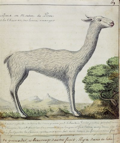 Peru Koyunu (Llama veya Alpaka) (kağıt üzerinde wc) by French School