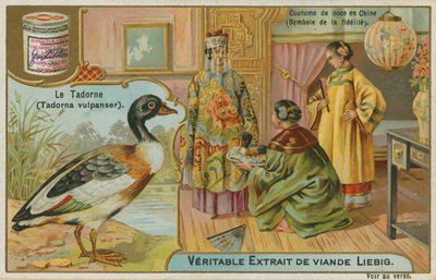 Shelduck; sadakat sembolü olarak kabul edilen Çin