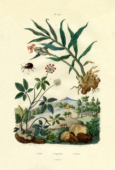 Parlak Örümcek Böceği, 1833-39 by French School