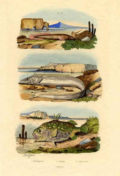 Kıyı Sarkan Balığı, 1833-39 by French School