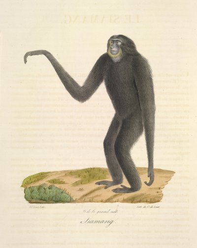 Siamang, Memelilerin Doğal Tarihinden (renkli taş) by French School