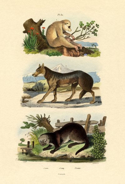 Tembel Maymun, 1833-39 by French School