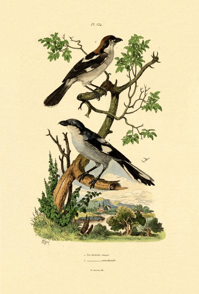 Güney Gri Örümcek Kuşu, 1833-39 by French School