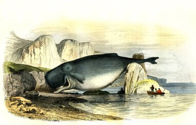 İspermeçet balinası (Physeter macrocephalus) - Bernard Germain de Lacepede (1856-1925) tarafından Histoire Naturelle'den alınan planche, P.Furme baskısı, Paris by French School