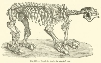 Megatherium fosil iskeleti (gravür) by French School