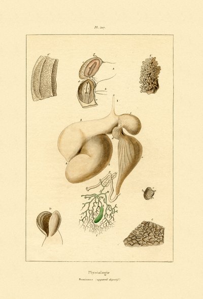 Mide, 1833-39 by French School