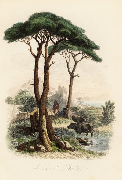 Fıstık çamı, Pinus pinea, aynı zamanda İtalyan fıstık çamı, şemsiye çamı ve şemsiye çamı olarak da bilinir. by French School