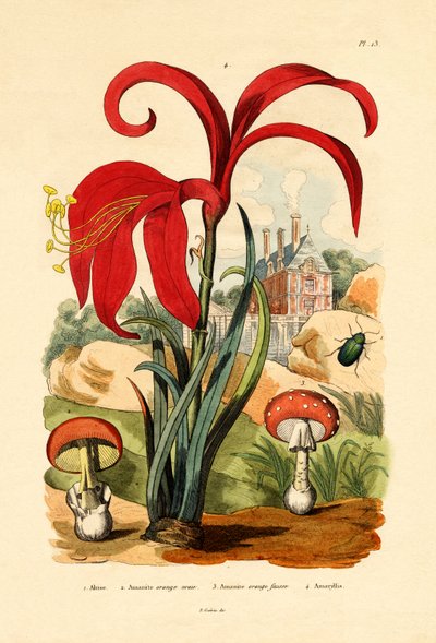Çizgili Pire Böceği, 1833-39 by French School