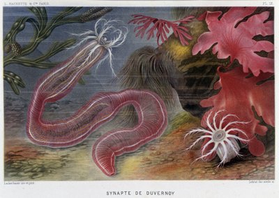 Sunapte de Duvernoy - Alfred Fredol'ün “Le Monde de la Mer”inde. ed. Paris, Hacette. by French School