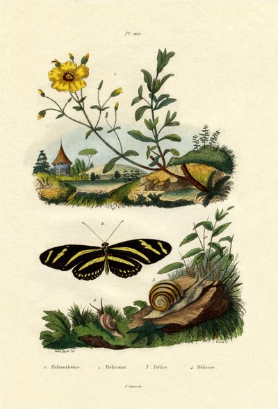 Güneş Gülü, 1833-39 by French School