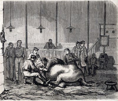 Alfort Ulusal Veteriner Okulu - Les grandes écoles de France - 1866 yılında Maison Alfort Veterinerlik okulu - Diseksiyon odası - 1866 tarihli “Le monde şanlı” gravür by French School