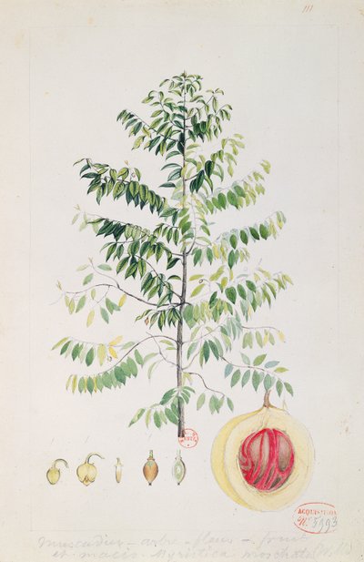 Nutmeg Ağacı, Çiçek ve Meyve (kağıt üzerinde wc) by French School
