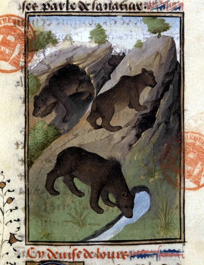 Ayı - “” Gaston Phoebus